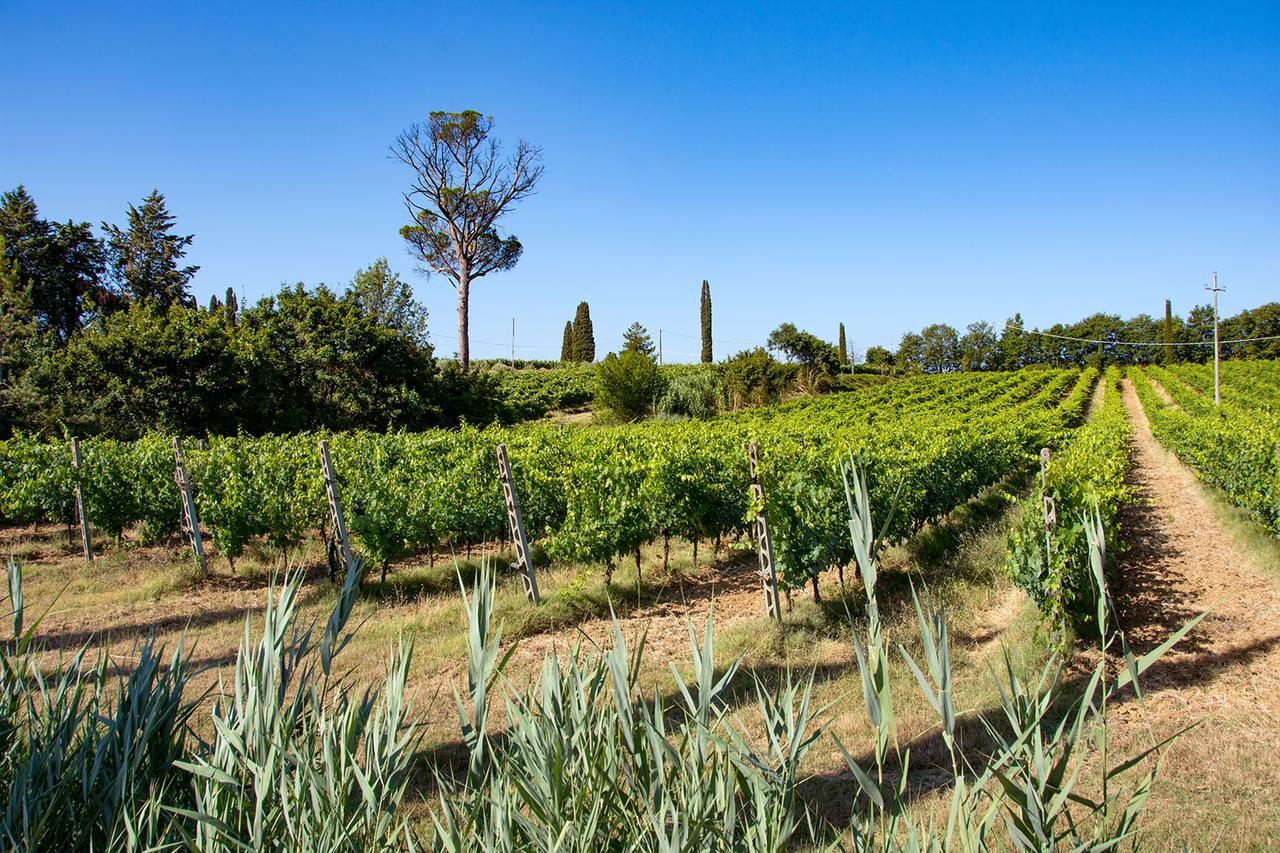 Agriturismo Albergotti 아레초 외부 사진